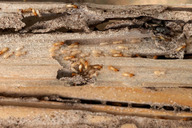 Best Pest Inspection Near Me  in Jeanerette, LA
