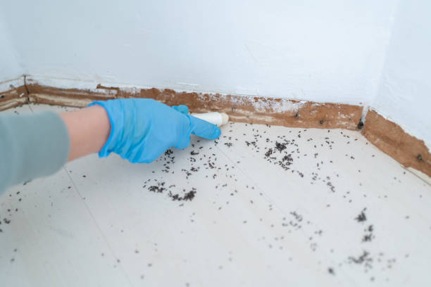 Best Spider Control Near Me  in Jeanerette, LA